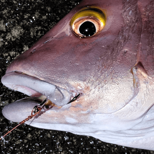 fit=scale-down,w=1200