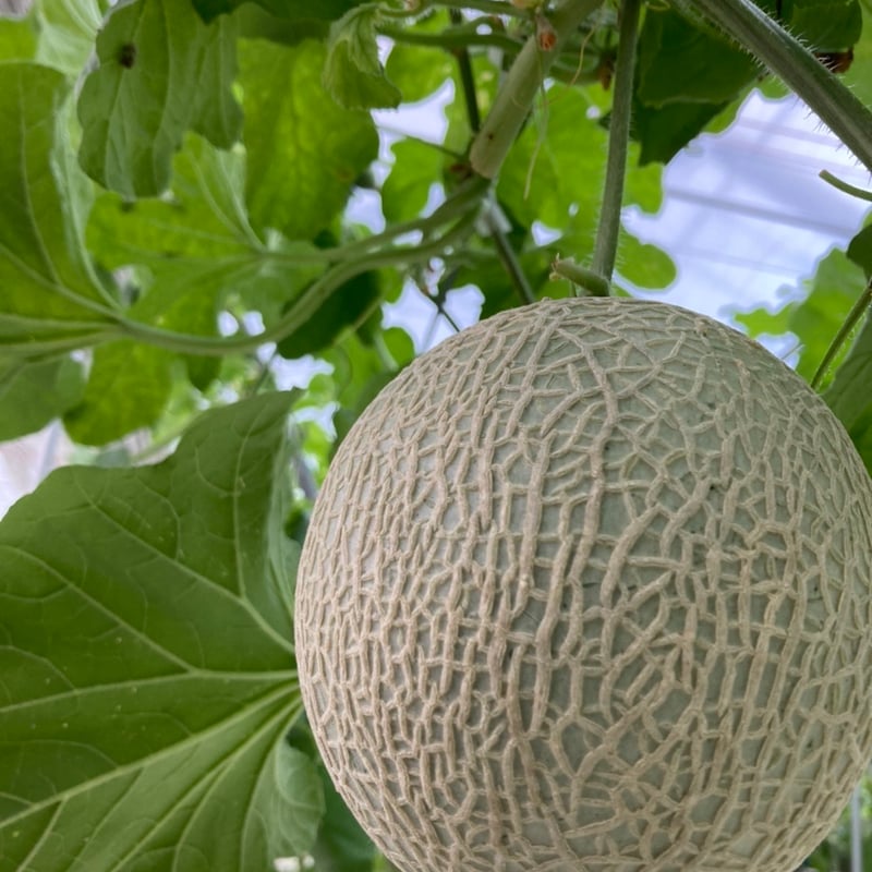 メロン メロン 北海道 赤肉メロン ”らいでんレッドメロン” 4〜5玉 約8kg