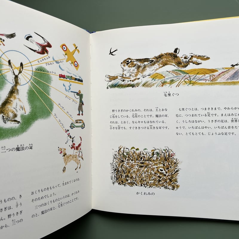 野うさぎのフルー | KBC