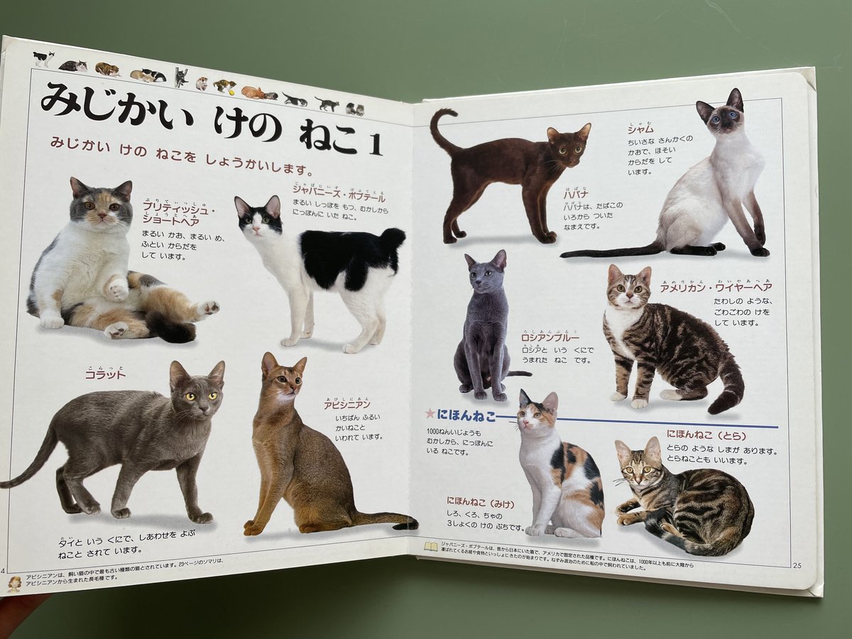 21世紀幼稚園百科 ねこ | KBC