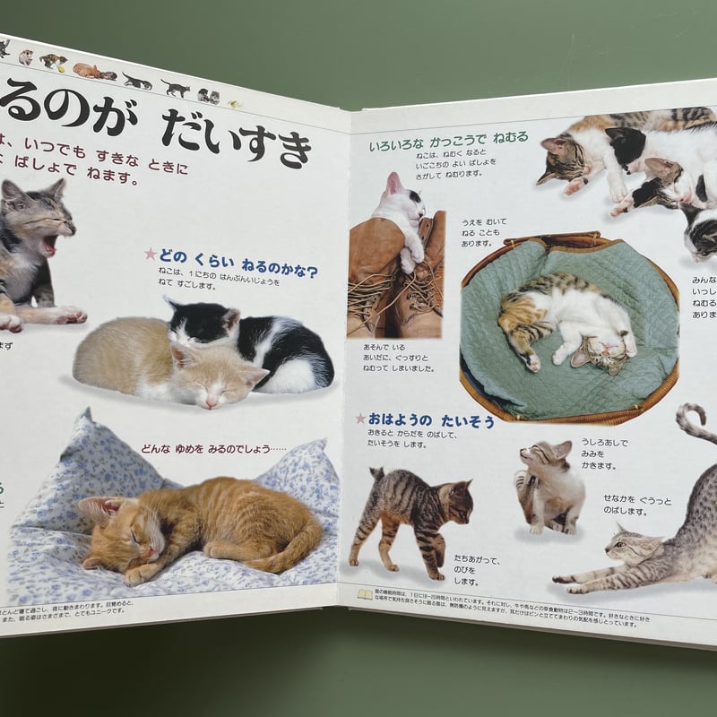 21世紀幼稚園百科 ねこ | KBC