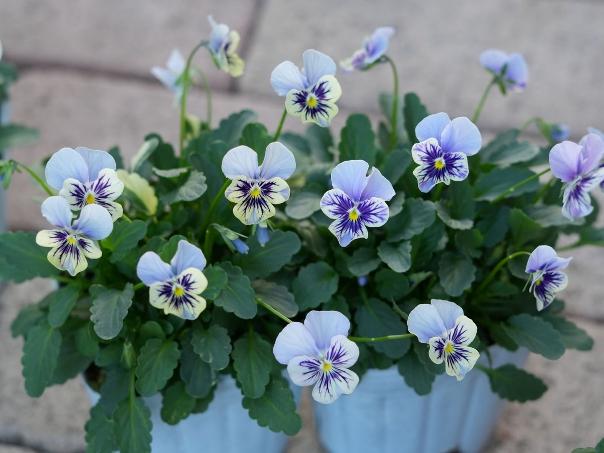 びおら様ご依頼品　計9苗 びおら様ご依頼品 計9苗