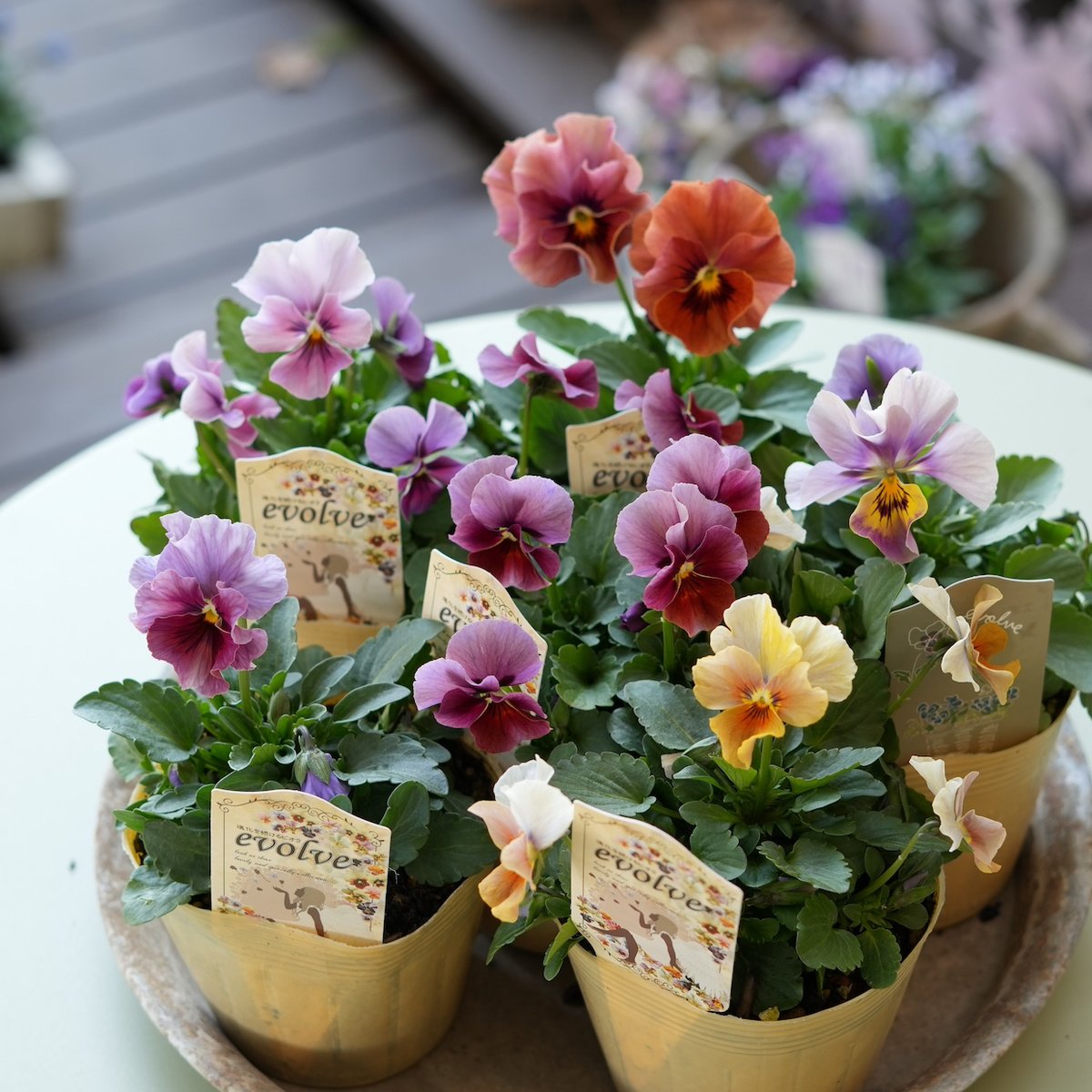 イマン　フローラ　おまとめしました　6点セット イマン フローラ おまとめしました 6点セット