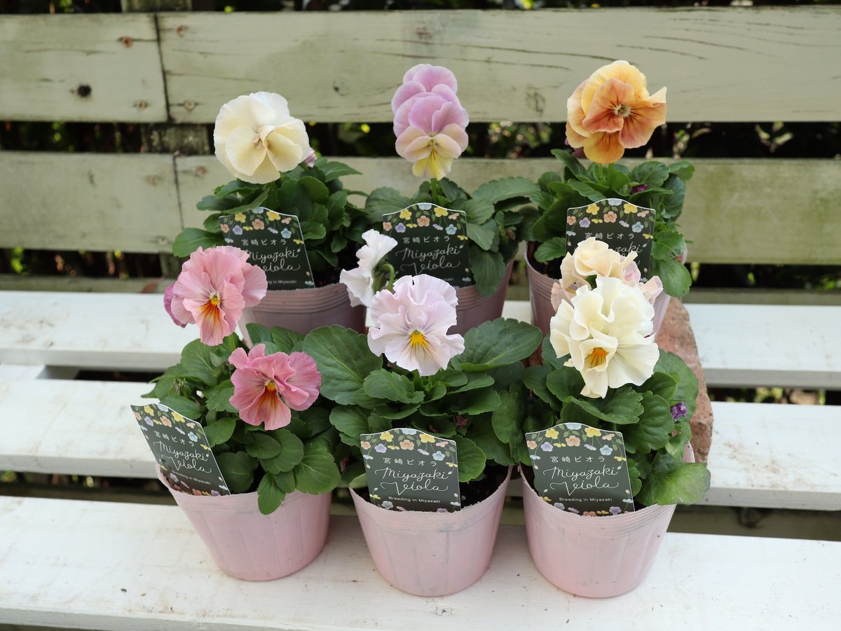 ビオラセット販売のお知らせ | Flower Boutique アナーセン