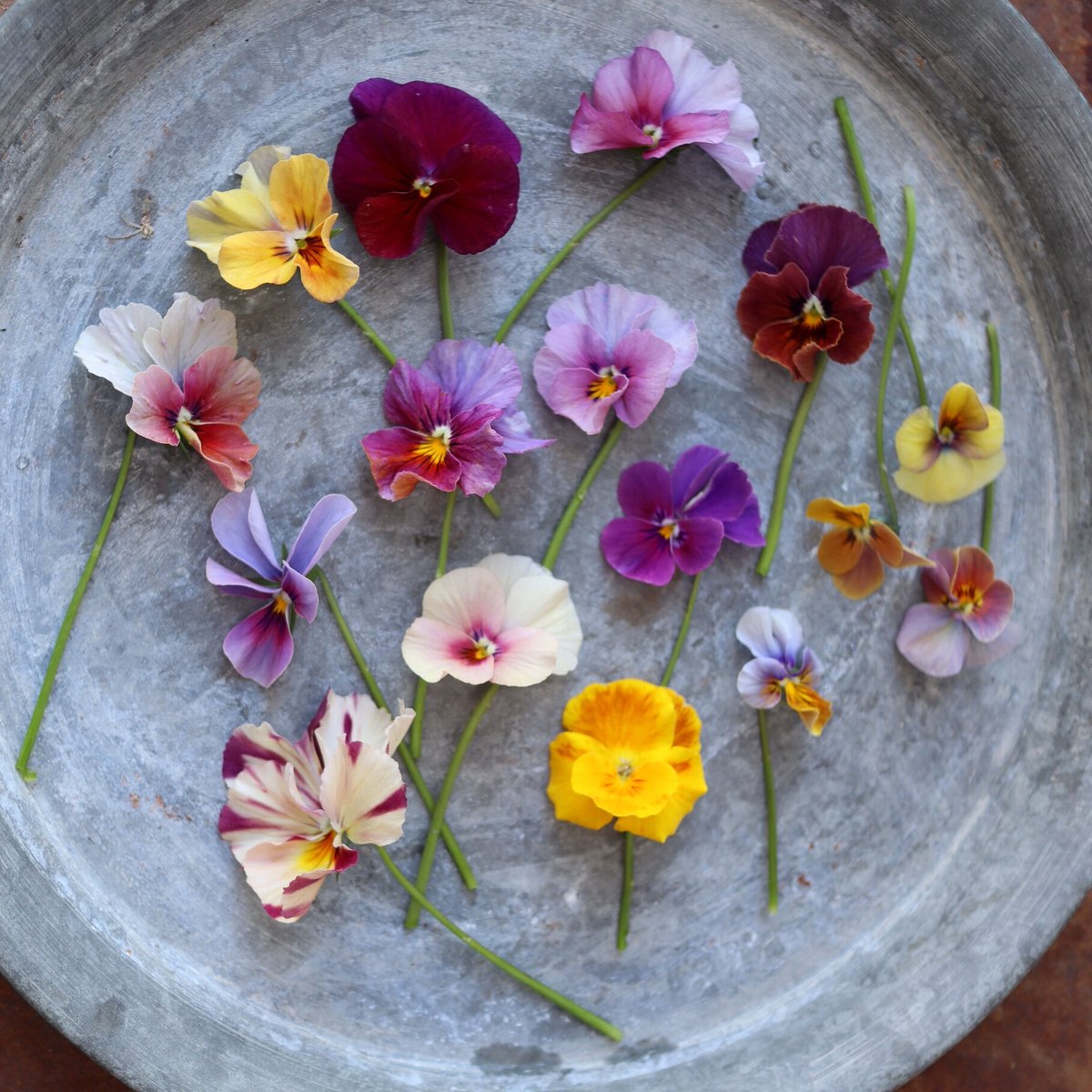 アイディアルフラワー ビオラ6株おまかせセット | Flower Boutique