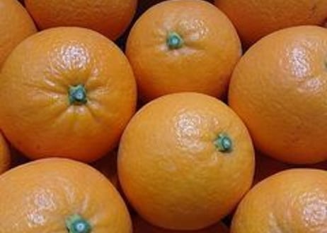 【希少国産瀬戸田町産　産地直送】ネーブルオレンジ　5kg【送料無料】