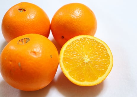 【希少国産瀬戸田町産　産地直送】ネーブルオレンジ　10kg【送料無料】