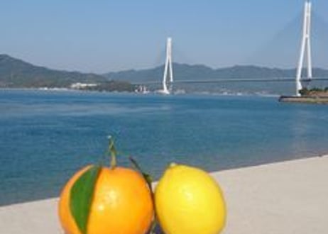 【希少国産瀬戸田町産　産地直送】ネーブルオレンジ　10kg【送料無料】