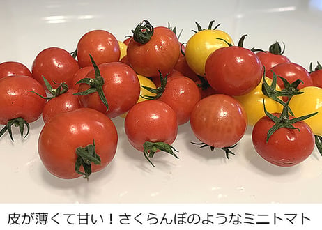 【単品販売】ひめトマ　4パック（税込・送料無料）