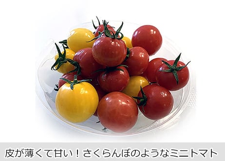 【単品販売】ひめトマ　3パック（税込・送料無料）
