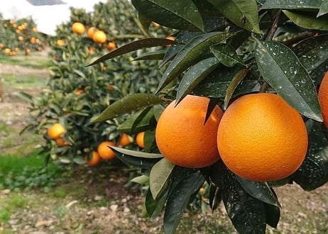 【希少国産瀬戸田町産　産地直送】ネーブルオレンジ　10kg【送料無料】