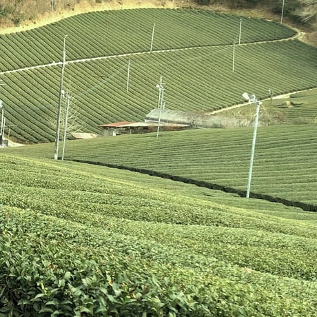 農薬不使用大和茶　緑茶レモングラス粉末 18g (18杯分）