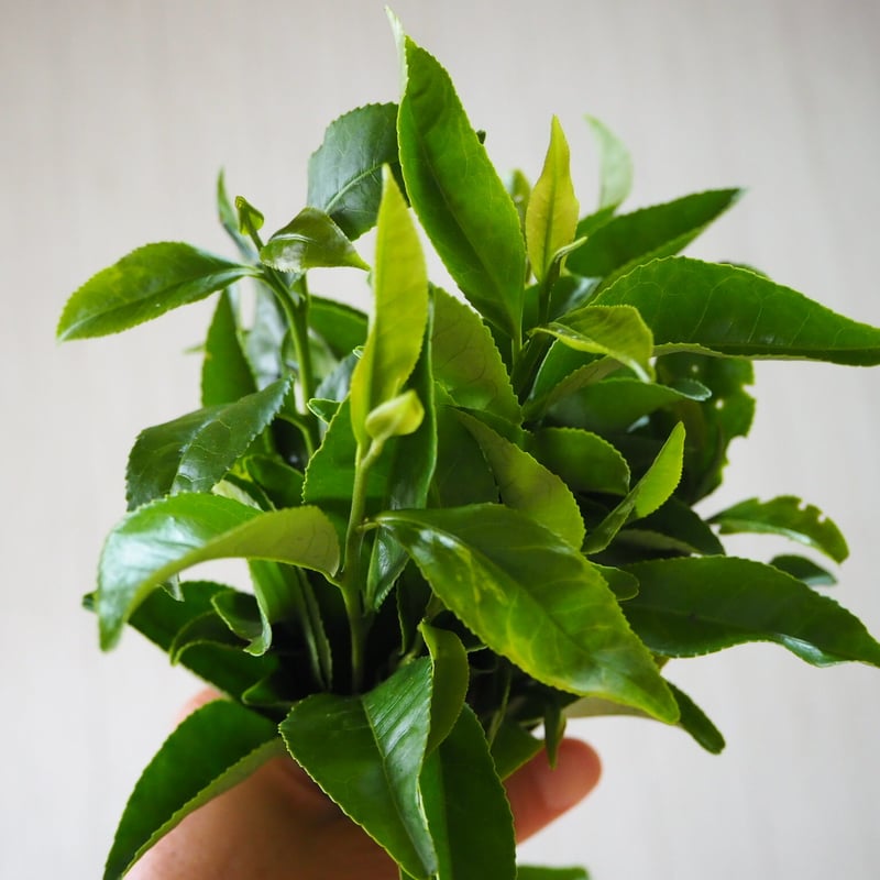奈良産大和茶入り 無添加お茶漬け 緑茶のり (3食入) | Su-balance
