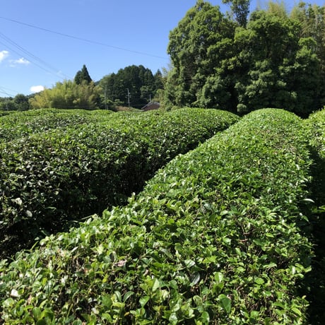大和茶 お茶漬け３種９食セット（ボックス入り）