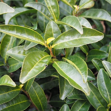 大和茶 お茶漬け  和紅茶しいたけ  (3食入)