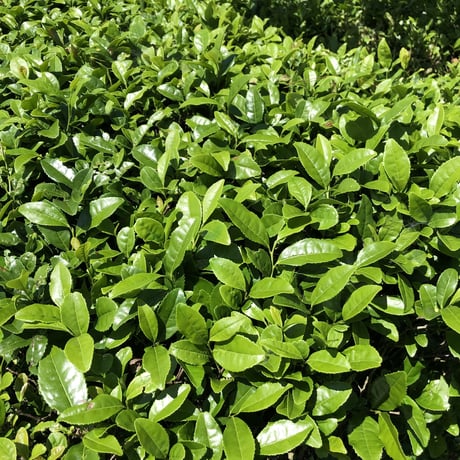 大和茶 お茶漬け３種９食セット（ボックス入り）