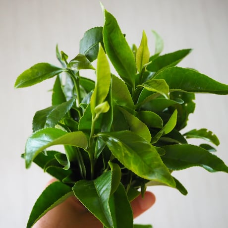 農薬不使用大和茶　緑茶レモングラス粉末 18g (18杯分）