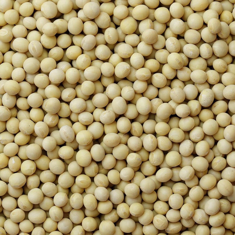 令和7年産北海道産大豆「とよまさり」30kg | まめばたけ