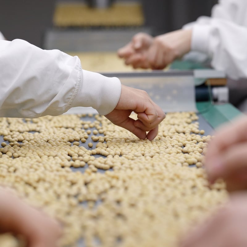 令和7年産北海道産大豆「とよまさり」30kg | まめばたけ