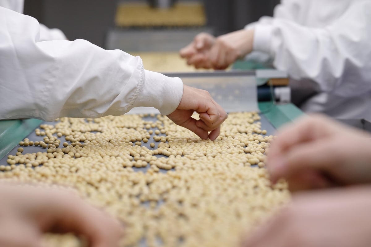 令和7年産北海道産大豆「とよまさり」10kg | まめばたけ