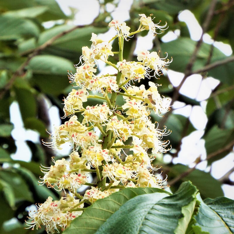 幻の！びわ蜂蜜セット くり蜜 さくらんぼ百花  各600計1800ｇ超希少蜜 蜂蜜こまち 百花 600g(ビン) | 横手養蜂園 STORE
