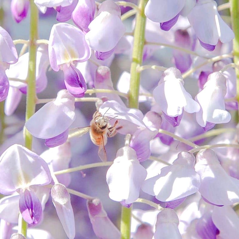 幻の蜂蜜4本セット　びわ　しころ　あざみ　さくらんぼ百花　各300g希少＆超希少 最 安 価格食品・飲料・酒 - 幻の蜂蜜4本セット びわ しころ