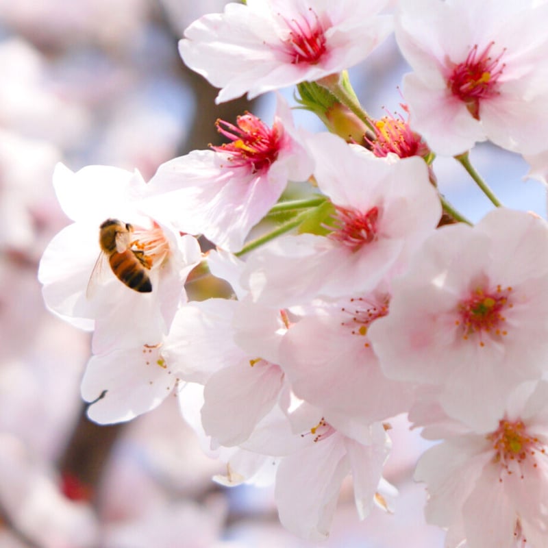 蜂蜜こまち 百花 1200g(ビン) | 横手養蜂園 STORE