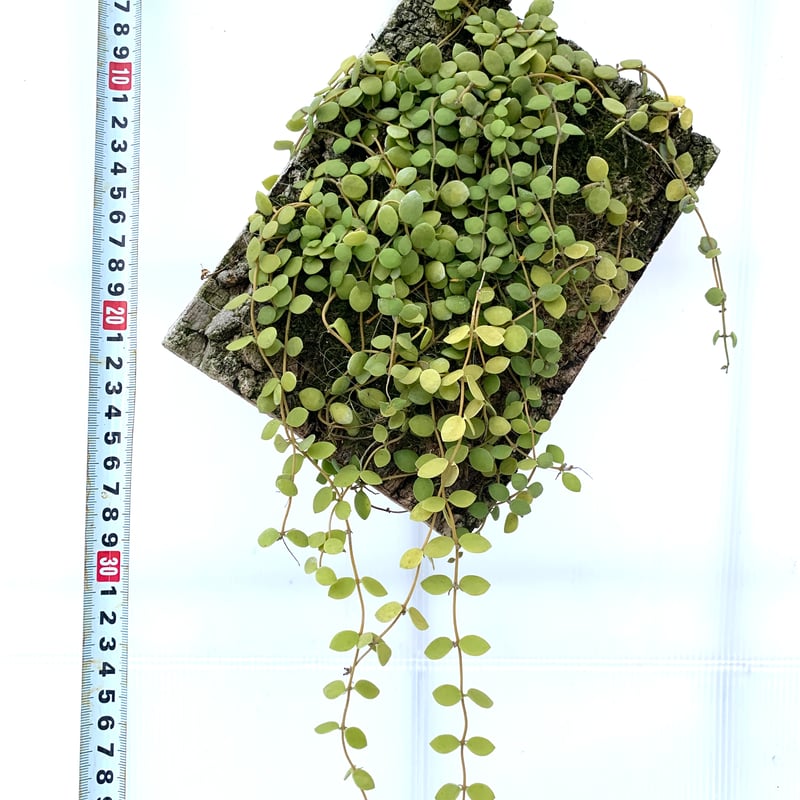 天然苔 上質 ハイゴケ 10トレー 【公式通販】