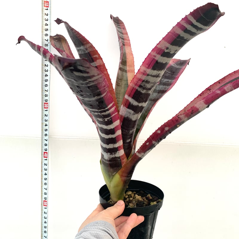 送料タイプB】 Aechmea 'Otto' エクメア オットー 着生植物 送料タイプB】 Aechmea 'Otto' エクメア オットー 着生植物