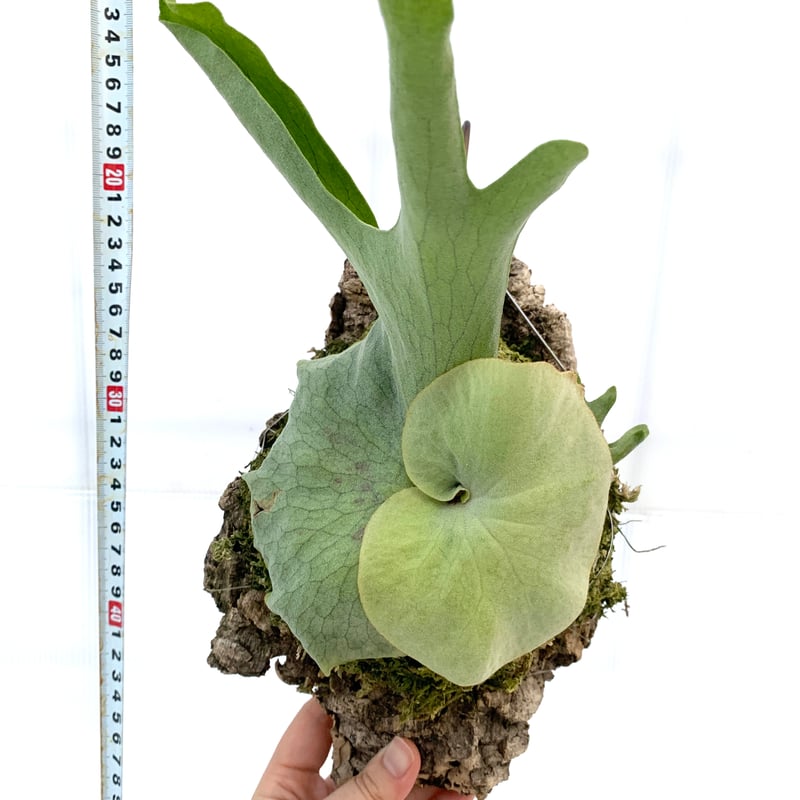 送料タイプB】Platycerium holttumii ビカクシダ コウモリラン 送料タイプB】Platycerium holttumii ビカクシダ コウモリラン