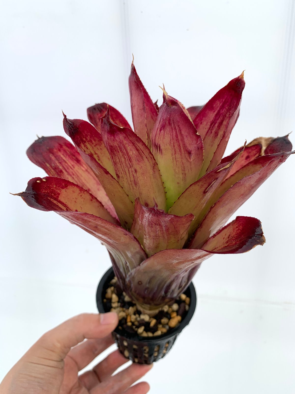 ブロメリア・エアープランツ Neoregelia Strawberry Roan ネオレゲリア Neoregelia ＊Strawberry roan - メルカリ