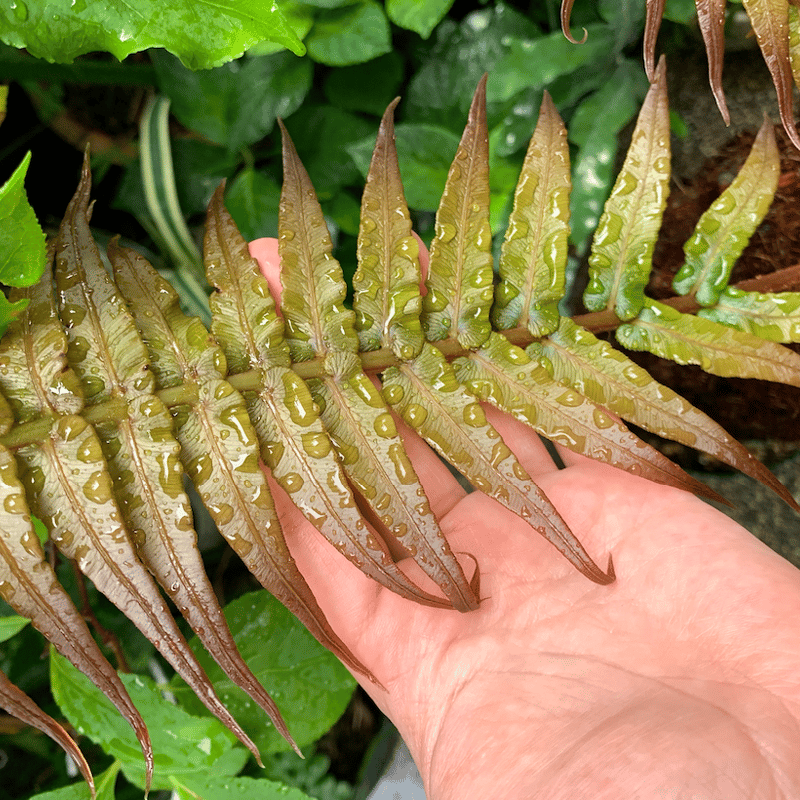 Brainea insignis（ブライネアインシグニス Brainea insignis - Tropics @Home