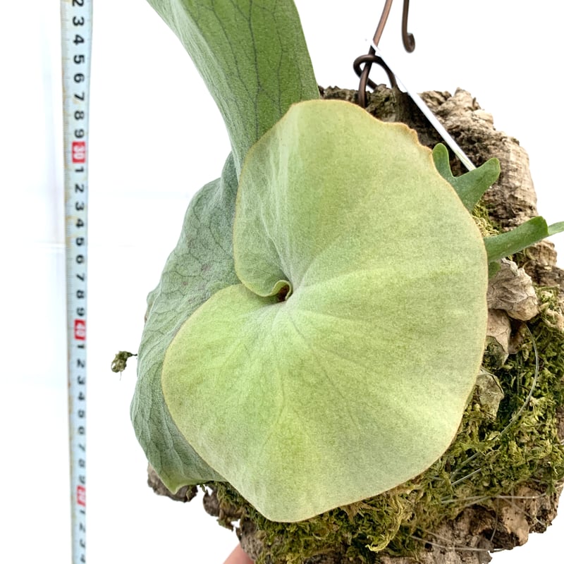 送料タイプB】Platycerium holttumii ビカクシダ コウモリラン 送料タイプB】Platycerium holttumii ビカクシダ コウモリラン