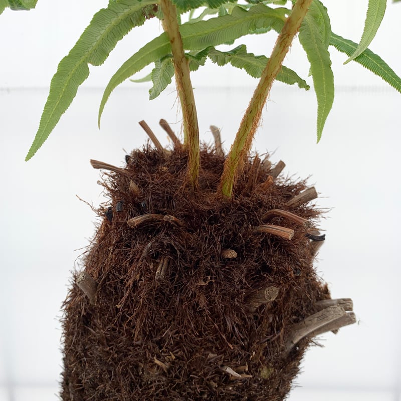 Bainea insignis（ブライネアインシグニス Brainea insignis（ブライネ