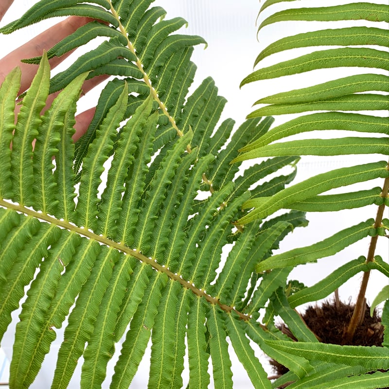 Brainea insignis（ブライネアインシグニス Brainea insignis（ブライネアインシグニス）