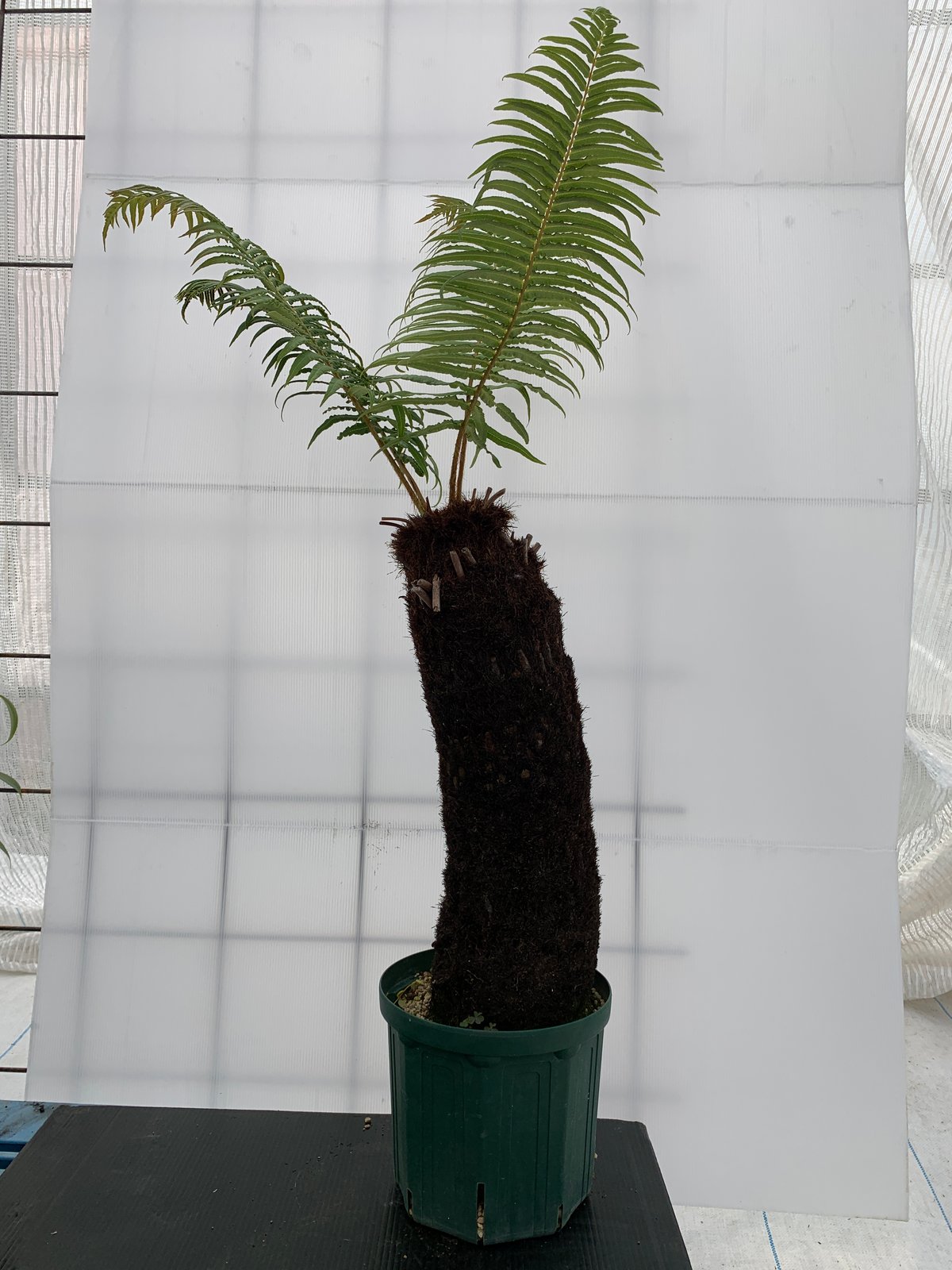 Brainea insignis（ブライネアインシグニス Brainea insignis - Tropics @Home