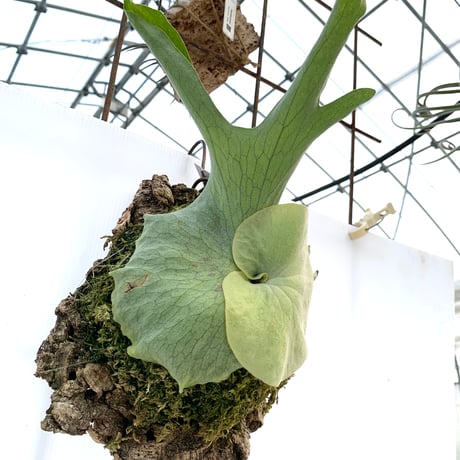 Brainea insignis（ブライネアインシグニス）