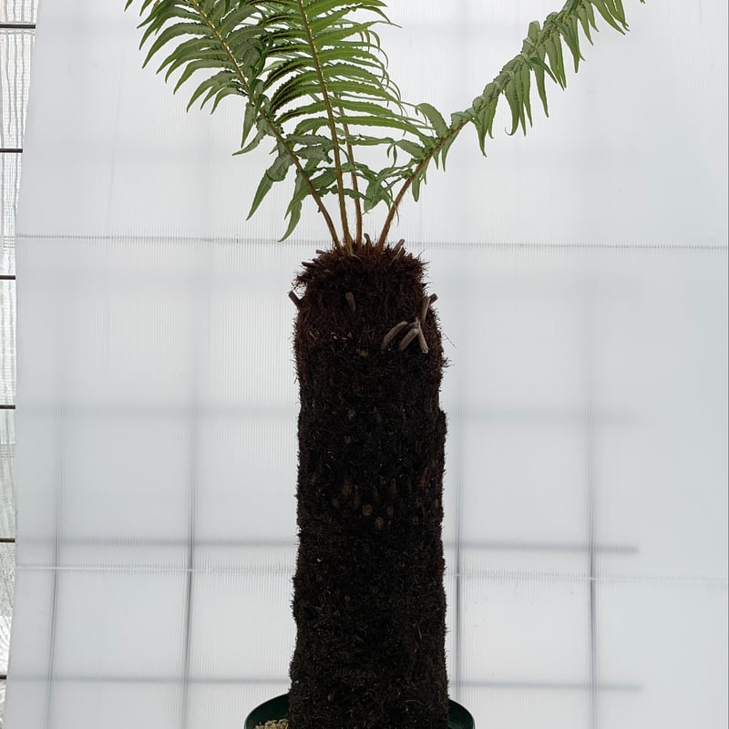 Brainea insignis（ブライネアインシグニス） Bainea insignis（ブライネアインシグニス 【公式通販】