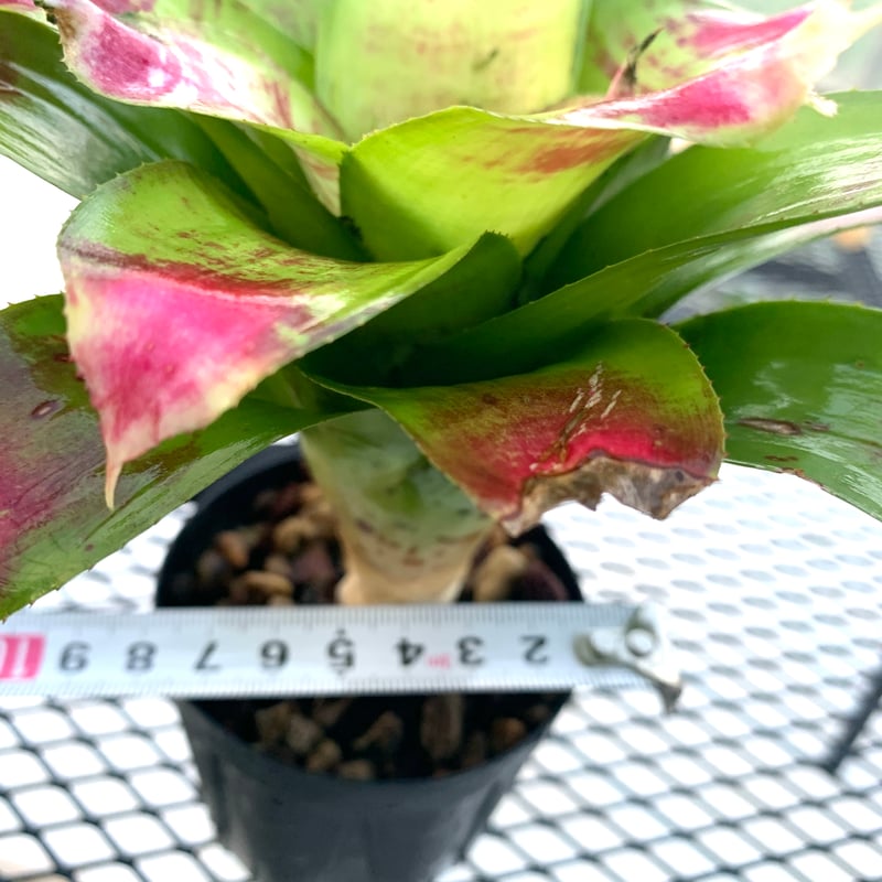 送料タイプB】 Neoregelia 'Best of Show' ネオレゲリア ベスト 送料タイプB】 Neoregelia 'Best of Show' ネオレゲリア ベスト