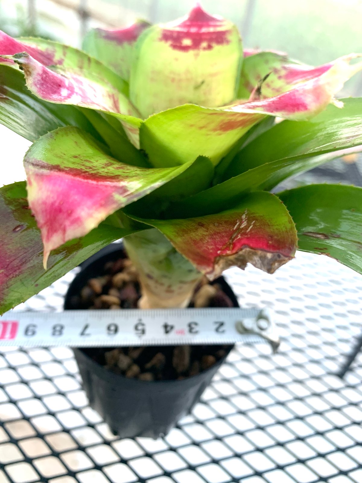 送料タイプB】 Neoregelia 'Best of Show' ネオレゲリア ベスト 送料タイプB】 Neoregelia 'Best of Show' ネオレゲリア ベスト