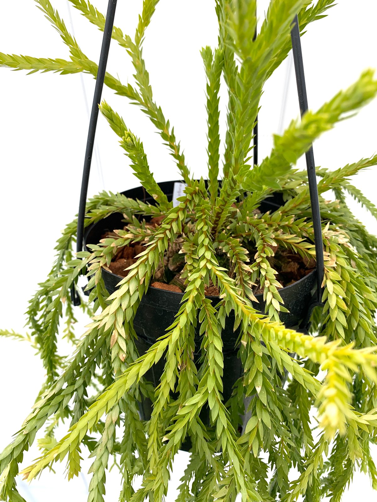 送料タイプB】Huperzia sp. Satun フペルジア シダ植物 清涼感を 送料タイプB】Huperzia sp. Satun フペルジア シダ植物 清涼感を