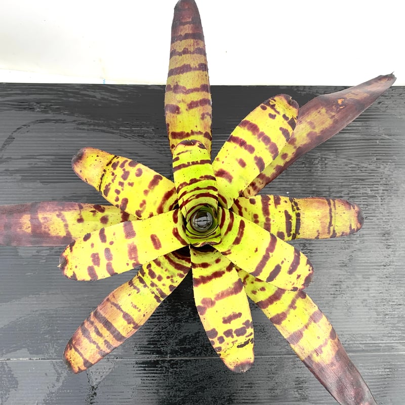 Neoregelia Cat's Pajamas Neoregelia Cat Pajamas Bromeliad