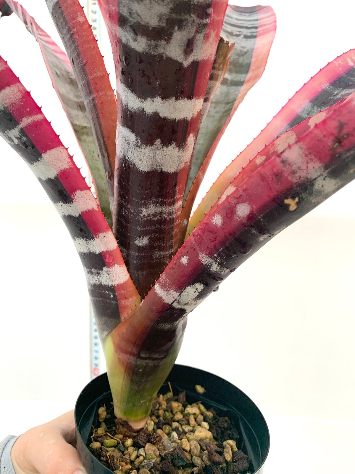 送料タイプB】 Aechmea 'Otto' エクメア オットー 着生植物 送料タイプB】 Aechmea 'Otto' エクメア オットー 着生植物