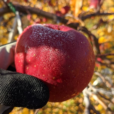 サンふじ大玉　10kg箱