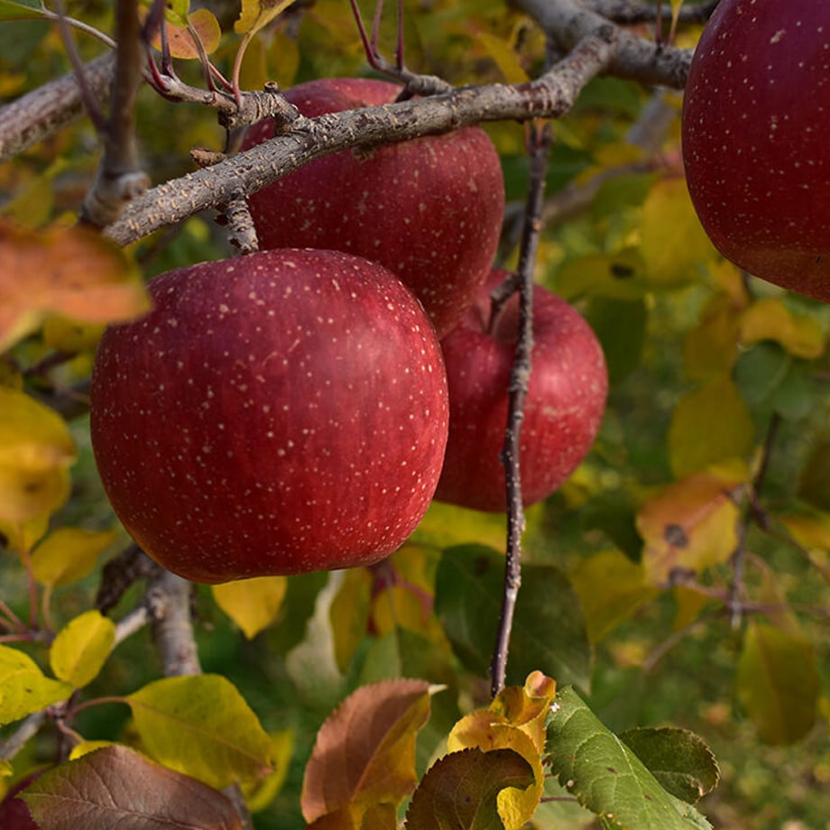 6074111fd263f0316317dbfe