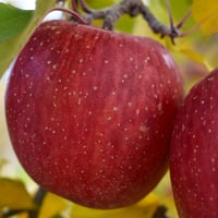 サンふじ大玉　3kg箱