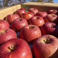 サンふじ大玉　5kg箱