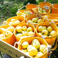 シナノゴールド　3kg箱