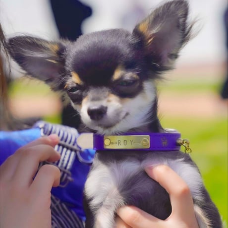 ENGRAVE DOG COLLAR
