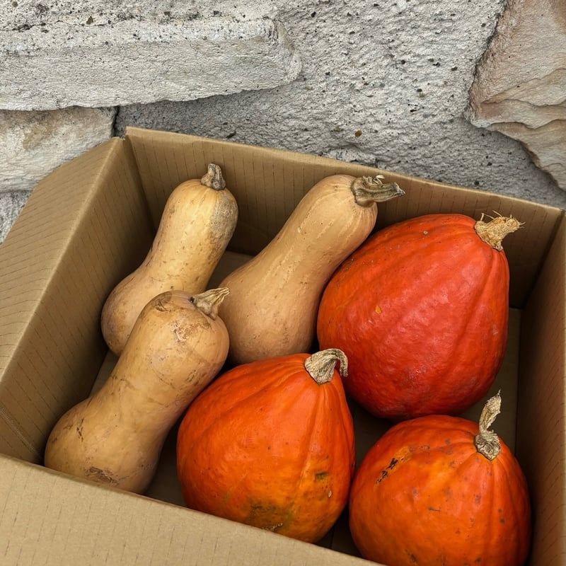 山野草　色丹固有種　カタオカソウ　12ｃｍポット2個セット 憧れの山野草｜そだレポ（栽培レポート）byぐりさん｜みんなの